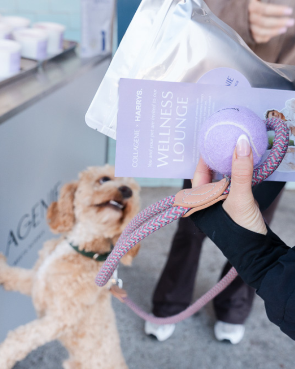Small dog on a pink leash excitedly approaches a person with a wellness lounge brochure and purple toy.