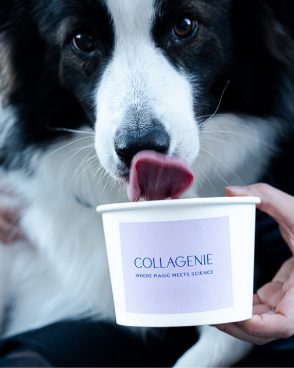 Close-up of a black-and-white dog licking a white cup labeled 'COLLAGENIE' held by a person's hand.