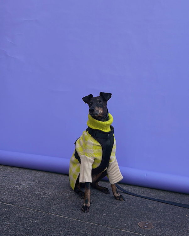 Small black dog in a neon yellow scarf and cream geometric sweater, sitting on pavement in front of a purple backdrop, on a leash.
